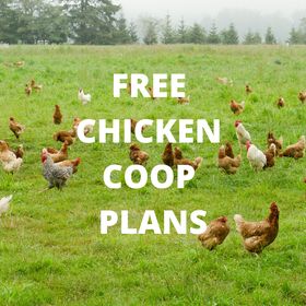 freechickencoopplans