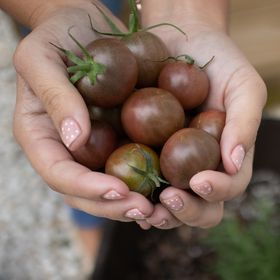 miniurbanfarm