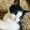 Tabby and Tuxedo Cat | Cats Supplies | Cat Aesthetic | Cat Lover avatar link