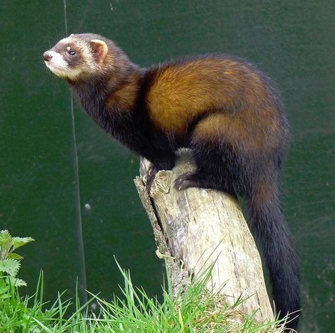 European Polecat Polecat Aesthetic, Taxidermy Habitat Ideas, Polecat Drawing, Marbled Polecat, Mustelidae Family, European Animals, European Polecat, Advanced Higher Art, Dark Mask