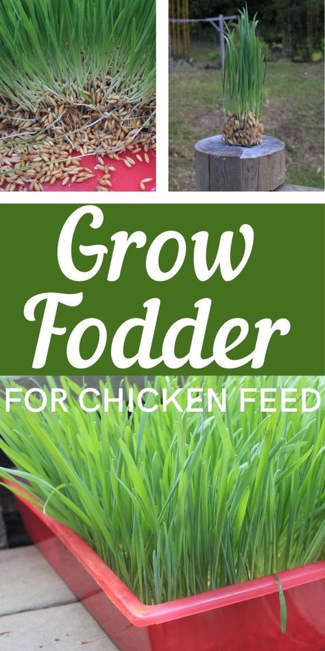 Grow Chicken Feed, Chicken Herb Garden, Chicken Grass Feeder Ideas, Growing Fodder For Chickens, Chicken Fodder Diy How To Grow, Chickens Garden, Best Seeds For Chicken Fodder, Fodder For Chickens, Chicken Fodder