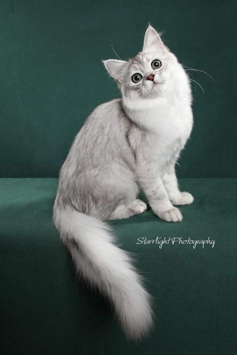 CUTEST CAT EVER! Burmilla Cat Types, Burmilla Cat, Singapura Cat, Kitten Breeds, Cutest Cats Ever, Burmilla, Munchkin Cat, Cutest Cat, Scottish Fold