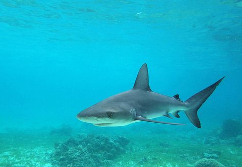 Galapagos shark - Carcharhinus galapagensis Galapagos Shark, Shark Conservation, Types Of Sharks, Shark Drawing, Shark Family, Bull Shark, American Animals, Reef Shark, Aquatic Animals