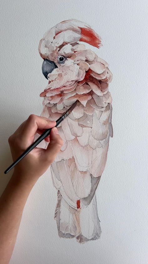 Moluccan cockatoo by Polina Bright... Cockatoo Watercolor, Cockatoo Painting, Cockatoo Drawing, Bird Watercolor Paintings, Art Tutorials Watercolor, Painting Art Lesson, Diy Watercolor Painting, Watercolor Flower Art, Watercolor Paintings Tutorials