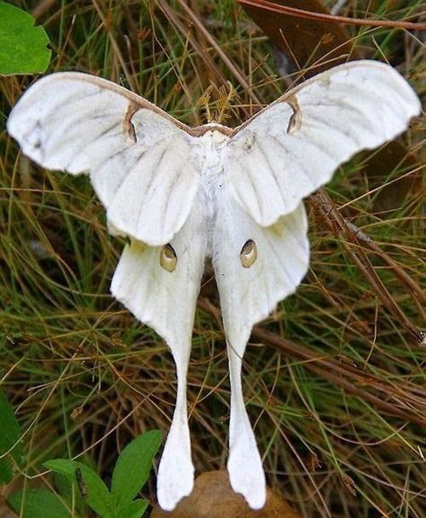 A spectacular white moth Rare Albino Animals, Colorful Moths, Cute Moth, Moth Wings, Moon Moth, Albino Animals, Moth Art, Animale Rare, Beautiful Bugs