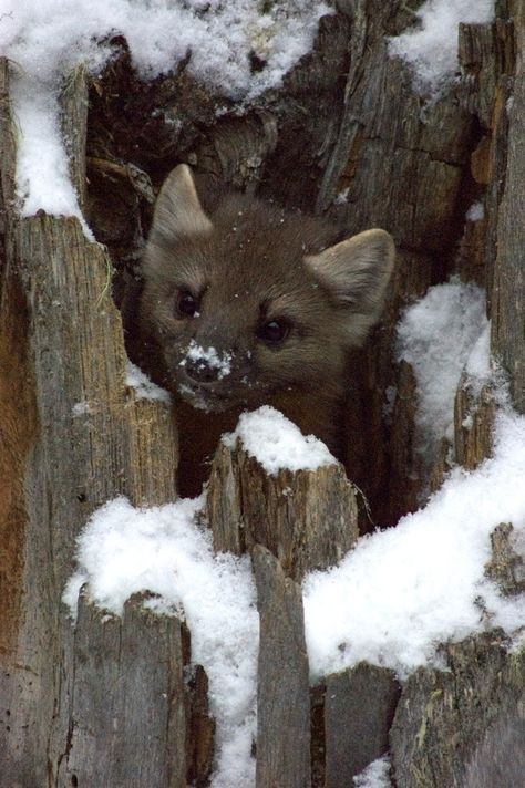 "Peek-A-Boo Pine Marten" by Elizabeth Wallen: I took this photo of a pine marten in a hollow tree on one of my earliest adventures with Natural Habitat Adventures. I had never seen one before, so I was thrilled. And the little guy was very cooperative. I think he liked having his picture taken. This is one of many many shots I have of him. Pine Marten, Hollow Tree, Scary Animals, Wild Kingdom, Wildlife Photos, Like Animals, Photo Of The Day, Squirrels, Peek A Boo