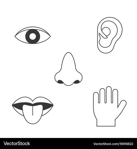 Senses Aesthetic, Body Part Drawing, Hair Stenciling, Outline Design, Eyes Drawing, 5 Senses, Five Senses, Outline Designs, Eye Drawing