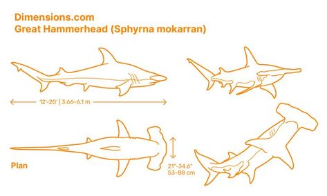 The ideal areas to catch the Great Hammerhead (Sphyrna mokarran) are tropical and warm temperate waters. It is the largest among all hammerhead sharks and distinguished by the shape and size of its tail, first dorsal fin (sickle-shaped), and hammer, which is wide with a straight front margin. Downloads online #sharks #fish #animals Hammerhead Aesthetic, Great Hammerhead Shark Drawing, Hammerhead Shark Design, Hammerhead Shark Side View, Cardboard Hammerhead Shark, Hammerhead Shark Cardboard, Bull Shark Drawing, Hammerhead Shark Outline, Cardboard Shark