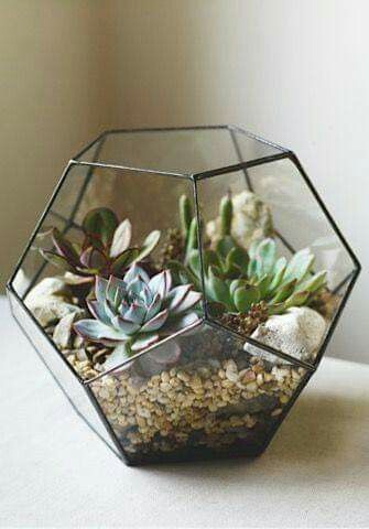 Terrariums Diy, Kaktus Dan Sukulen, Koti Diy, نباتات منزلية, Terrarium Ideas, Types Of Succulents, Terrarium Diy, Succulents Indoor, Succulent Terrarium