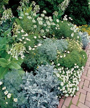 Plant your own Moonlight Garden - This selection of spectacular, bright white blooms gleams among shimmering silver foliage in a rich tapestry of contrasting textures. Nicotiana Sylvestris, Powis Castle, Talking Flowers, Spider Flower, White Cosmos, Plant Combos, Backyard Terrace, Cosmos Bipinnatus, Yellow Chrysanthemum