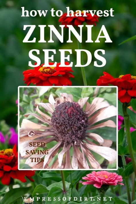 How to Harvest Zinnia Seeds | Empress of Dirt How To Store Seeds, Propagation Tips, Plant Germination, Save Seeds, Zinnia Seeds, Zinnia Garden, Bushes And Shrubs, Cut Flower Farm, Planting Calendar