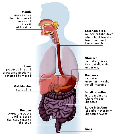 Factmonster.com; tons of information on many different subjects.  Would be a good resource for students to use for research on a topic. Digestive System Parts And Functions, Digestion Project, Digestive System Parts, Digestive System For Kids, Food Digestion, Ultimate Naruto, Smooth Muscle Tissue, Salivary Glands, Gastric Juice