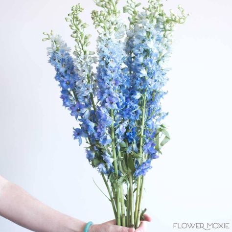 Blue Delphinium Flower, Light Blue Delphinium, Delphinium Flower, Blue Flower Arrangements, Flower Moxie, Blue Flower Art, Wedding Flower Guide, Delphinium Flowers, Short Vase