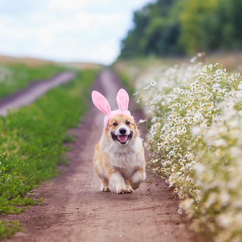 How was your easter? Share your cute easter pet pics Easter Dog Photoshoot, Dog Background, Easter Photoshoot, Dog Calendar, Easter Dog, Dog Photoshoot, Cute Dog Photos, Easter Photos, Cat Aesthetic