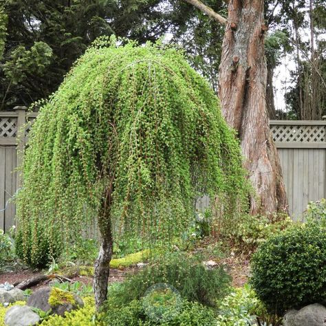 Weeping Larch Tree, Weeping Trees Landscaping, Weeping Plants, Pendula Tree, Weeping Hemlock, Weeping Birch Tree, Weeping Larch, Weeping Evergreen Trees, Small Weeping Trees