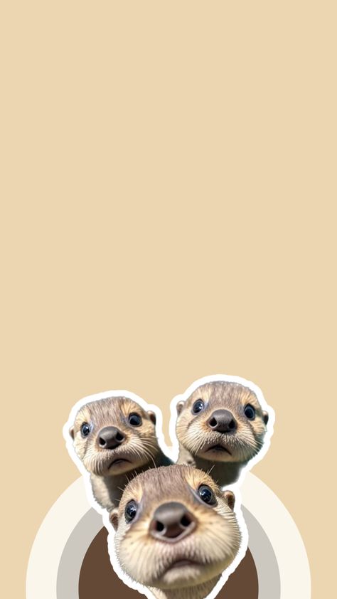 Cute animals, Cute otters, stickers, wallpapers, brown wallpaper Sea Otter Wallpaper Iphone, Cute Otter Wallpaper, Otter Wallpapers, Cute Otters, Otters Cute, Warm Fuzzies, Animals Cute, Sea Otter, Brown Wallpaper