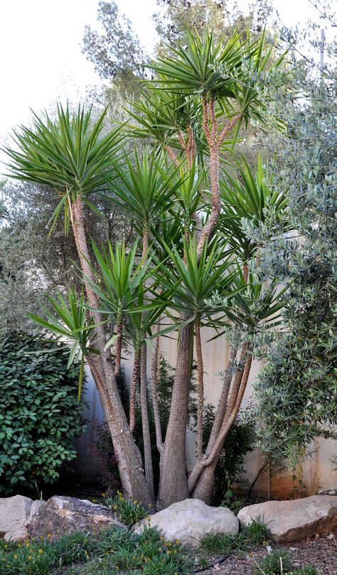 Yucca plant Yukka Plant Garden Ideas, Yucca Landscaping, Yucca Plant Outdoor, Yucca Plant Landscaping, Yucca Tree, Yucca Plant, Pool Landscape, Desert Garden, Garden Design Plans