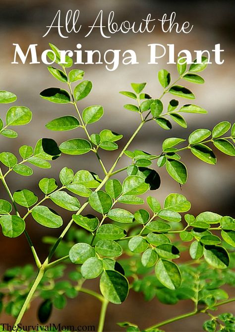 All About The Moringa Plant - GIVEAWAY! Tree Propagation, Drought Resistant Trees, Moringa Plant, Gardening Knowledge, Cash Crops, Moringa Benefits, Moringa Seeds, Moringa Tree, Miracle Tree