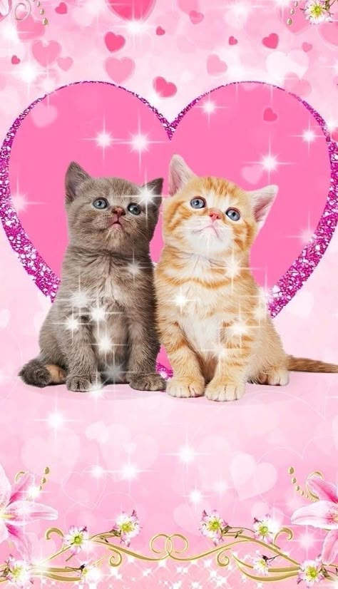 Cat Poster, Silly Cats Pictures, Silly Animals, Cat Posters, Pink Cat, Alam Yang Indah, Cat Wallpaper, Silly Cats, Pretty Cats