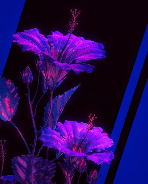 by FESQ (@fesq.project) - #3dart #cinema4d #neon #aesthetic #cyberpunk #vibe #motiondesign #photoshop #colorful #scifi #surreal #graphicdesign #abstract #fantasy #blue #purple #neonaesthetica #flower #hibiscus #flowerart Cyberpunk Plants, Cyberpunk Flower, Purple Neon Aesthetic, Purple And Blue Aesthetic, Purple Cyberpunk, Neon Cyberpunk Aesthetic, Cyberpunk Photoshoot, Type Of Aesthetics, Flower Hibiscus