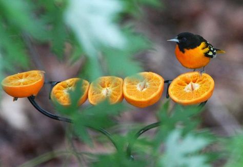 What a great idea ~ use a garden rake to mount oranges on for your fruit-loving birds!  I probably would tie this to a tree that's close by so you could observe the birds while they're eating. Oriole Bird Feeders, Oriole Bird, Garden Rake, Bird House Kits, Bird Aviary, Diy Bird Feeder, Birds And The Bees, Diy Birds, How To Attract Birds