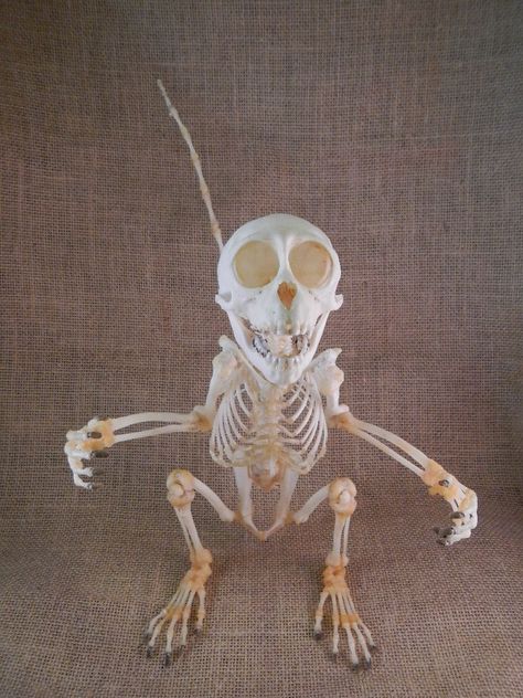 Terryl Whitlatch, Reverse Image Search, Skeleton, Animals