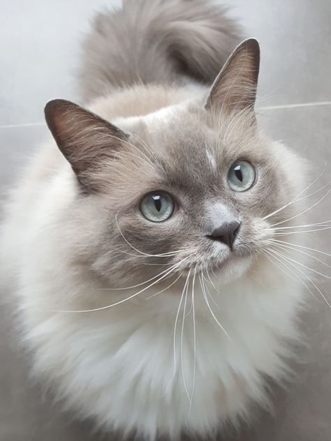 Cute grey and white cat looking upwards All Cat Breeds, Grey And White Cat, What Cat, Gorgeous Cats, Ragdoll Cat, Cat Aesthetic, Cute Animal Photos, Cute Kittens, Beautiful Cats