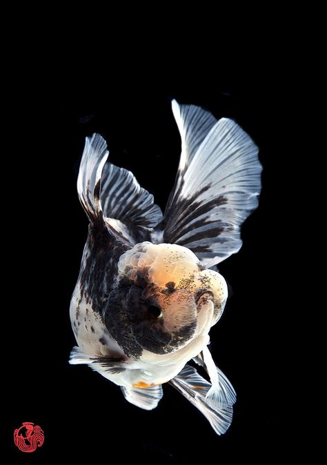 Thai Oranda Goldfish, Goldfish Wallpaper, Black Goldfish, Goldfish Tattoo, Oranda Goldfish, Fantail Goldfish, Fancy Goldfish, Japanese Fish, Carpe Koi