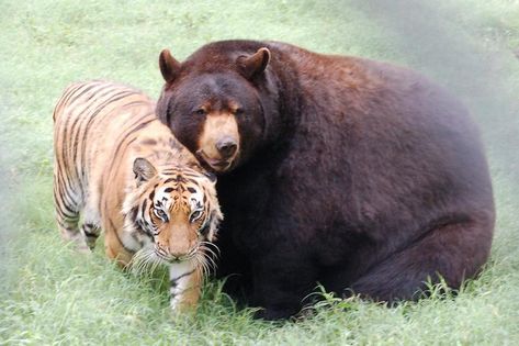 Tigers And Lions, Skoggy Bear, Tiger And Bear, Bear And Cat, Tiger Quotes, Live Peacefully, Funny Tiger, Noahs Ark Animals, American Black Bear