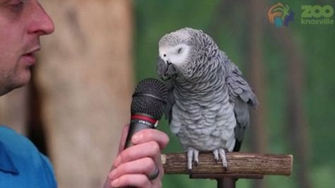 Einstein the African grey parrot at the Zoo Knoxville is able to mimic human sounds and movements incredibly well. Einstein Parrot, Animal Experiences, Grey Parrot, African Grey Parrot, Knoxville Wedding, British Wildlife, African Grey, Can Dogs Eat, Albert Einstein