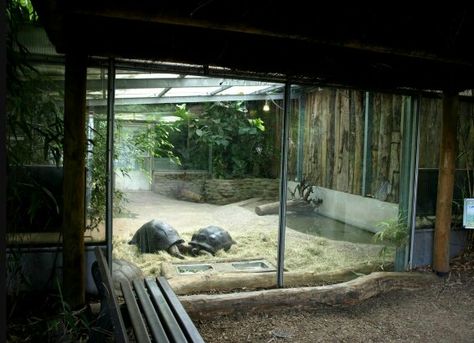 Tortoise Greenhouse, Tortoise House Indoor, Russian Tortoise Diet, Tortoise House, Tortoise Enclosure, Tortoise Care, Russian Tortoise, Tortoise Habitat, Baby Tortoise