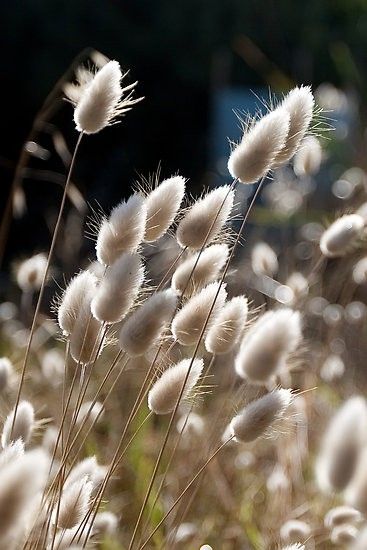 chatons des bords de mer Bunny Tails Plant, Lagurus Ovatus, Beach Grass, Bunny Tails, Ornamental Grasses, The Grass, Tattoo Idea, Grasses, Flowers Photography