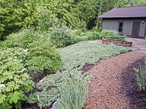 Lawn Alternatives For Shade - Grass Alternatives For Shady Yards Grass Alternatives, Lawn Alternative, Grass Alternative, Shade Grass, Sweet Woodruff, Lawn Alternatives, Japanese Forest, About Plants, Shade Perennials