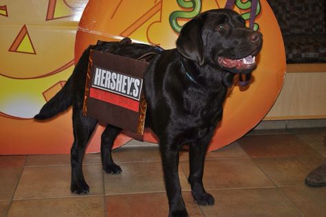 Chocolate lab Halloween costume: Hershey's special dark chocolate bar! Chocolate labrador puppy Clancy is all dressed up for Halloween Chocolate Lab Costume, Labrador Halloween Costumes, Golden Lab Halloween Costume, Black Lab Halloween Costumes, Chocolate Lab Halloween Costumes, Black Lab Halloween Costumes Dogs, Dog Halloween Costumes For Black Dogs, Puppy Halloween Costumes, Irish Wolfhound Puppies