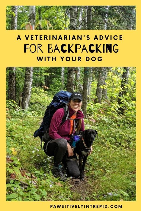 A Veterinarian's Advice for Backpacking with Your Dog - Pawsitively Intrepid Backpacking With A Dog, Backpacking Dog, Backpacking With Dogs, Hiking Checklist, Hiking Dog, Puppy Socialization, Vagabond Shoes, Dog Booties, Colorful Hairstyles