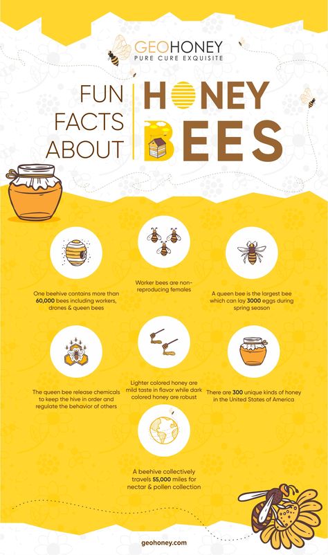 Facts About Honey Bees, Facts About Honey, Honey Bee Facts, Social Structure, Bee Activities, Honey Label, Bee Printables, Worker Bee, Communication Techniques