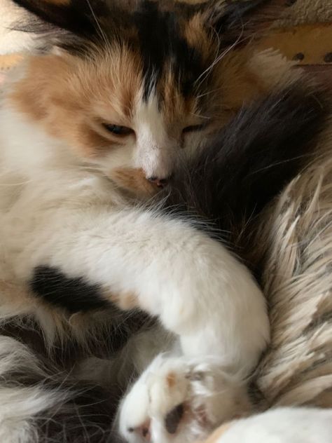 Cat Aesthetic Calico, Calico Cat Aesthetic Art, Calico Cats Cute, Fluffy Calico Cat Aesthetic, Calico Kitten Aesthetic, Calico Cats Aesthetic, Aesthetic Calico Cat, Calico Aesthetic, Calico Cat Aesthetic