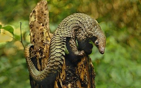 Philippine Pangolin  are insectivorous. The main part of their eating methodology comprises of different types of ground dwelling insect and termite and may be supplemented by different bugs, particularly hatchlings! Frans Lanting, Endangered Wildlife, Largest Butterfly, Endangered Animals, Traditional Chinese Medicine, Chinese Medicine, Portsmouth, Big Cats, National Geographic