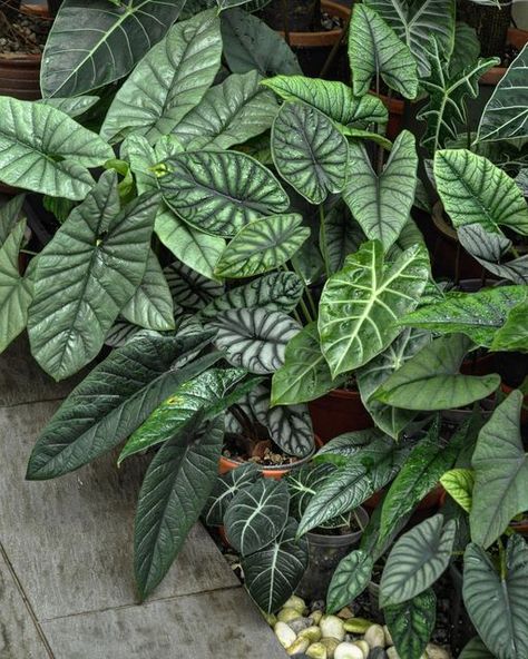 Indoor Plant Hacks, Big House Plants, Plant In Glass, Alocasia Plant, Plant Wishlist, Easy Plants To Grow, Plant Hacks, Paper Plants, English Country Gardens