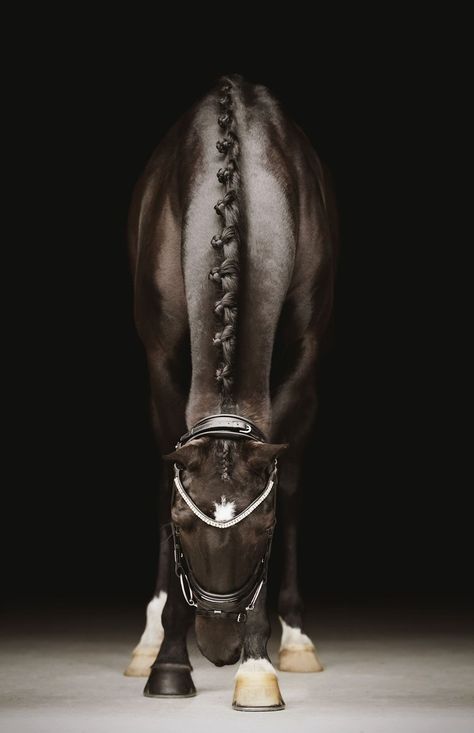 Horse Portrait Photography, Horse Portraits, Horse Braiding, Equestrian Aesthetic, Equine Portraits, Blue Roan, Equine Photographer, Most Beautiful Animals, Horse Portrait