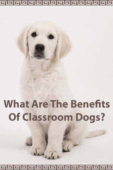 Learning Support Classroom, Animal Assisted Therapy, Ag Education, Dog Therapy, Therapy Dog Training, Dog Organization, Dogs Photography, Bear Attack, Learning Support