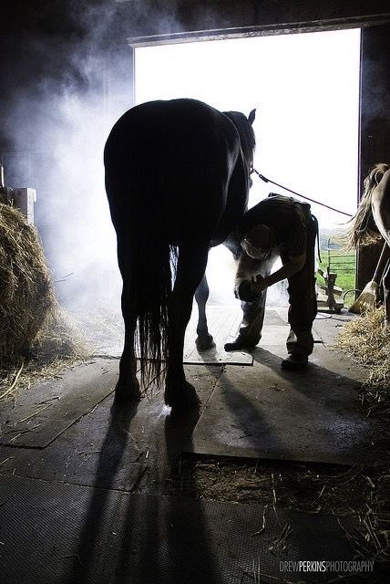 Horse Spirit Animal, Mustang Wallpaper, Country Photography, All About Horses, Cowboy Art, Insurance Coverage, Horse Stables, Cute Horses, Horse Life