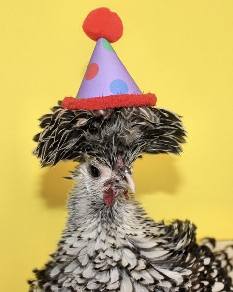 Happy Birthday Chicken, Birthday Chicken, Chicken Photography, Happy 35th Birthday, Chicken Images, Cute Happy Birthday, Birthday Wall, Happy Birthday Meme, Birthday Sentiments