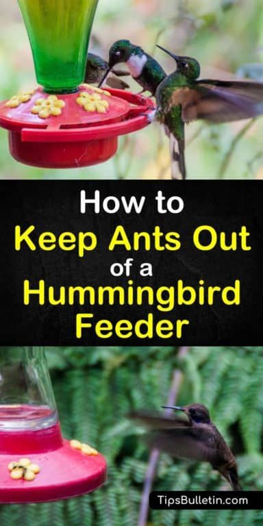 Keeping Ants Out Of Hummingbird Feeder, Keep Ants Out Of Garden, Keep Ants Out Of Hummingbird Feeder, How To Get Rid Of Ants In The Yard, Hummingbird Food Recipe, Squirrel Repellent, Eagle Facts, Diy Hummingbird Feeder, Sugar Ants