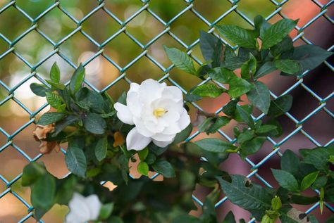 Landscaping Along a Chain Link Fence - Ideas for Hiding an Ugly Fence Backyard Chain Link Fence Ideas, Chain Fence Landscaping, Chain Link Fence Garden Ideas, Landscape Chain Link Fence, Chainlink Fence Landscaping Ideas, Front Yard Chain Link Fence Landscaping, Chain Link Fence Planters Ideas, Hide Chain Link Fence, Front Yard Chain Link Fence Ideas