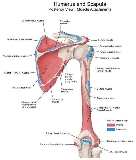 Upper quadrant anatomy Upper Limb Anatomy, Shoulder Anatomy, Human Muscle Anatomy, Shoulder Girdle, Gross Anatomy, Study Stuff, Medicine Studies, Nursing Books, Human Body Anatomy