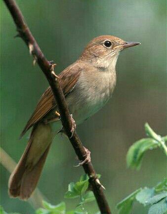 Nightingale Nightingale Tattoo, Nightingale Bird, Flycatchers, Florence Nightingale, British Birds, Bird Tattoo, Bird Silhouette, Bird Wallpaper, Nightingale