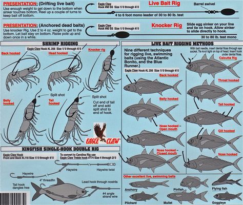 Here are a few tips on how to rig your live bait Fishing Rigs Saltwater, Saltwater Fishing Rigs, Live Bait Rig, Redfish Fishing, Fishing Trout, Pesca In Mare, Saltwater Fishing Lures, Saltwater Lures, Trout Fishing Tips