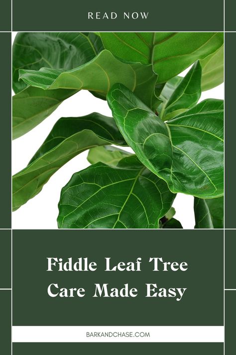 Taking care of fiddle leaf trees can seem tricky, but it doesn't have to be! If you want your fiddle leaf tree to thrive in your home, learn essential tips like watering, light requirements, and pest control to keep it looking its best. From choosing the right potting mix to finding the perfect spot with indirect light, this guide has everything you need to ensure your fiddle leaves flourish. Let's help you elevate your houseplant game with simple and effective fiddly leaf tree care techniques! Fiddle Leaf Tree Care, Fiddle Leaf Fig Care, Fiddle Leaf Tree, Fig Plant, Interior Design Games, Fiddle Leaf Fig Tree, Ficus Lyrata, Live Tree, Floor Plants