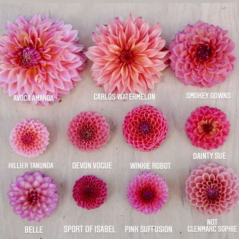 Dahlia Varieties, Dahlia Flower Arrangements, Dahlia Flower Garden, Dahlias Garden, Garden Flower Beds, Zinnia Flowers, Boquette Flowers, Lovely Flowers Wallpaper, Flower Farmer